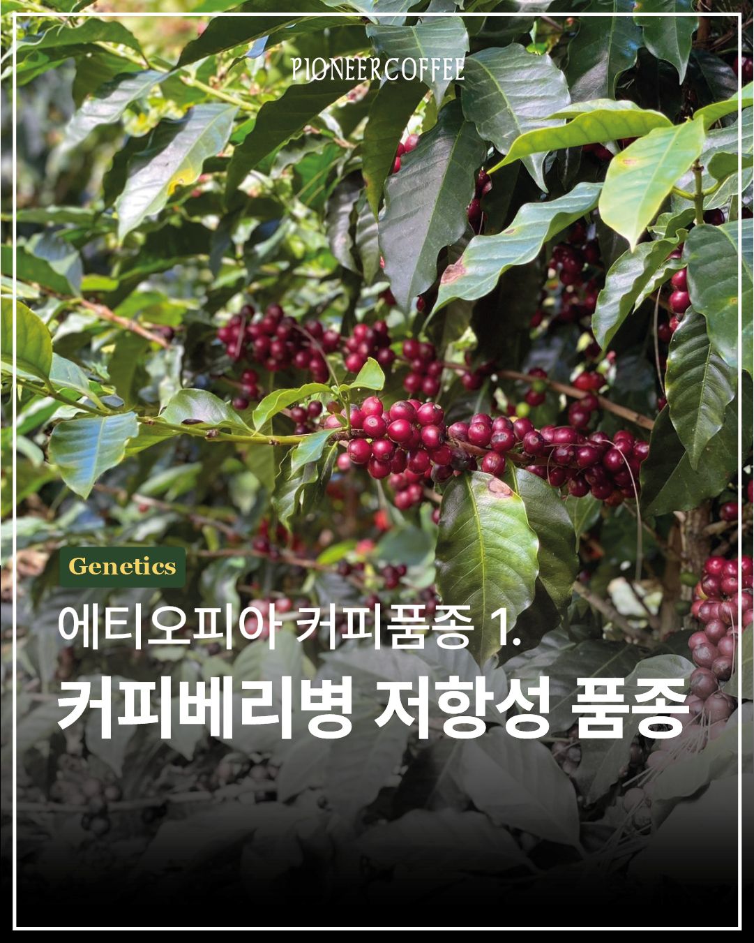 에티오피아 커피품종 1. 커피베리병 저항성 품종