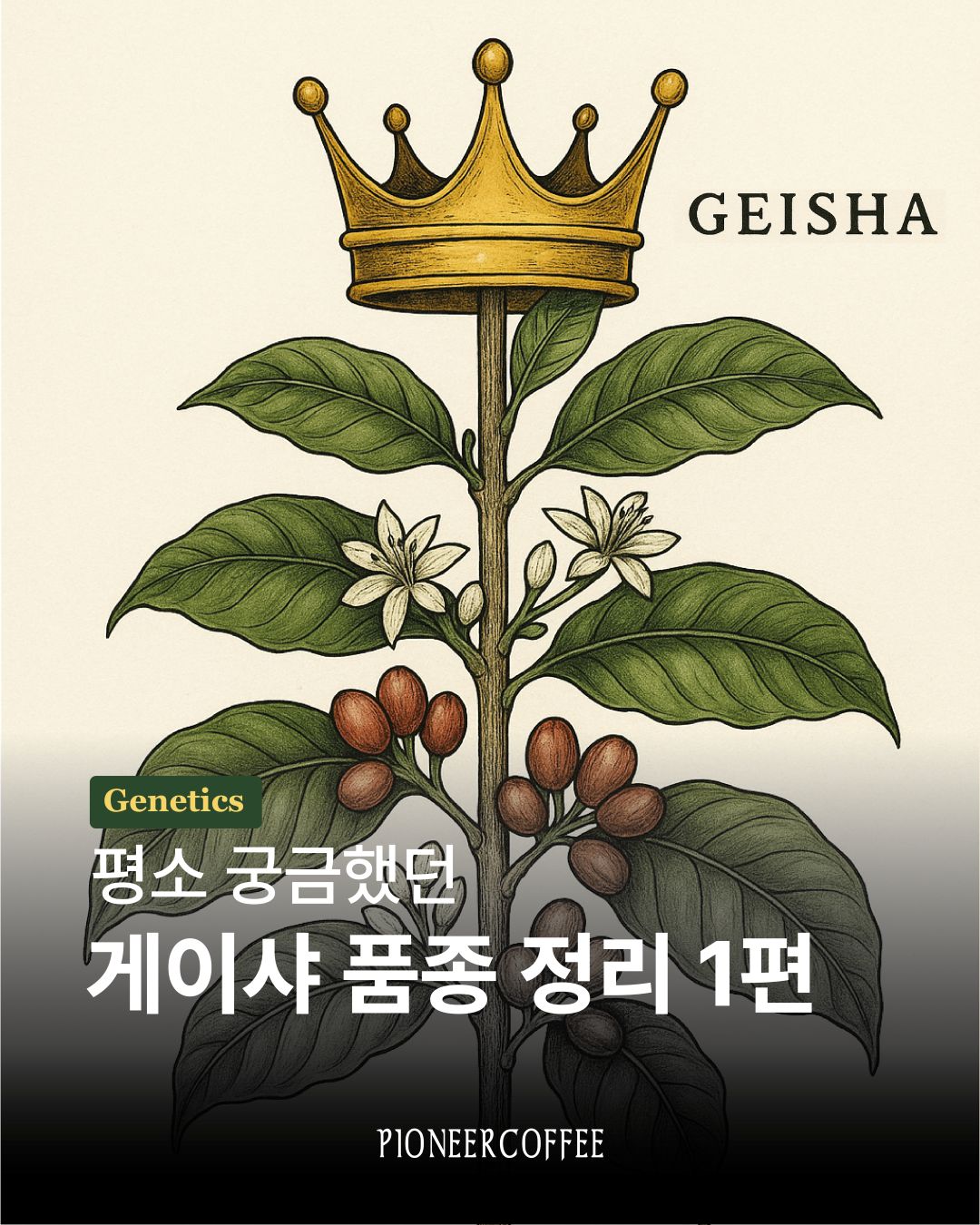 게이샤 품종 정리 1편