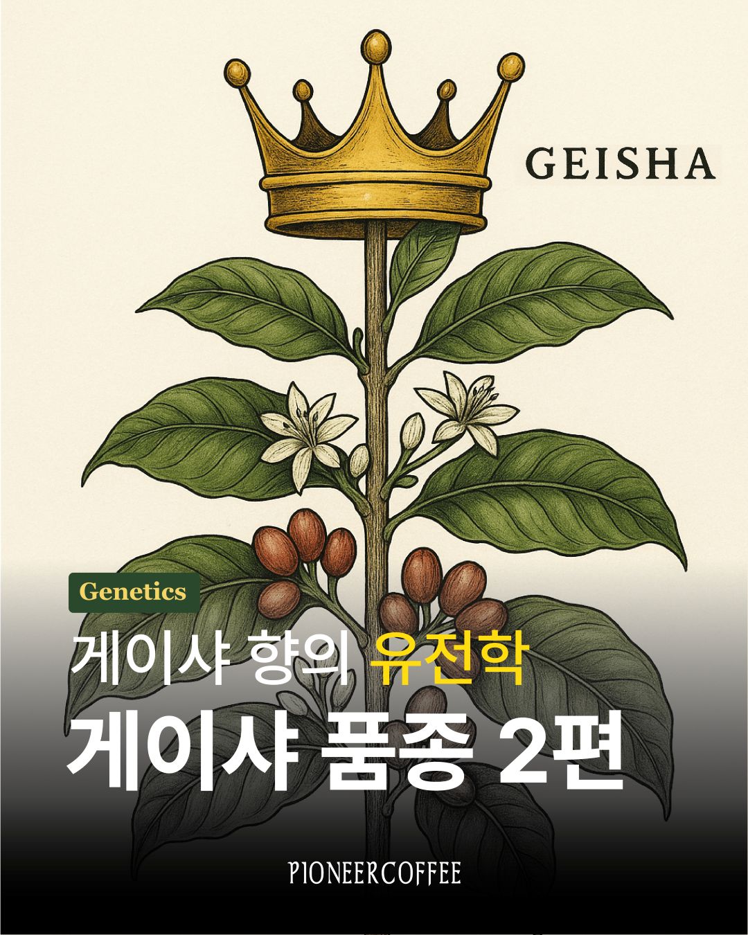 게이샤 품종 정리 2편