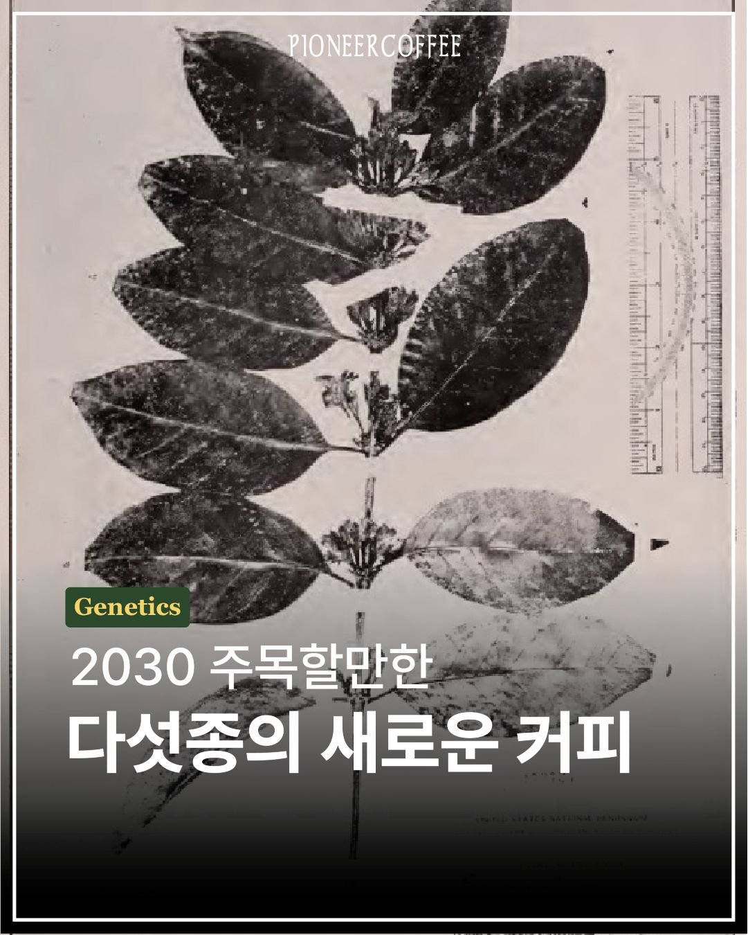 다섯종의 새로운 커피
