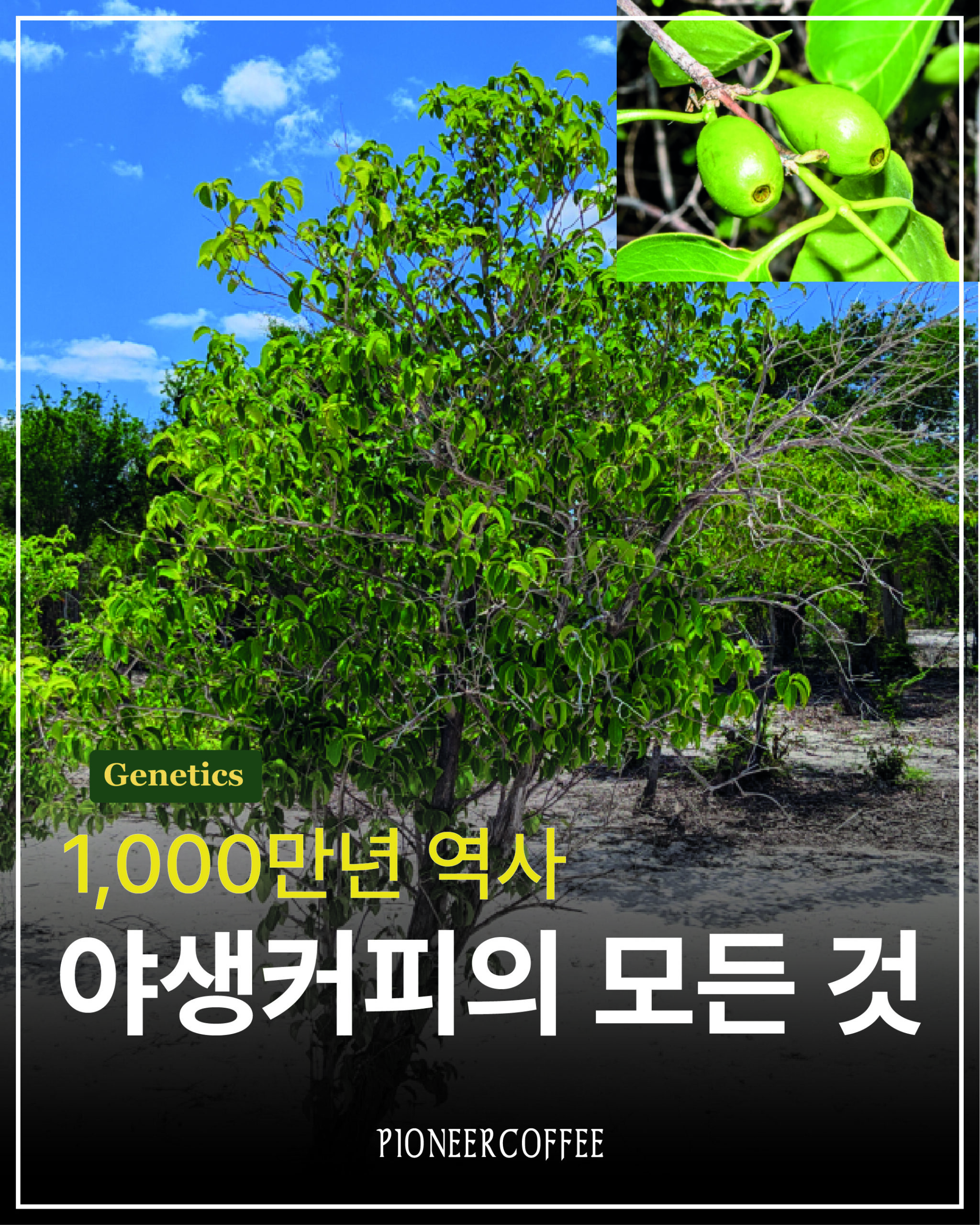 1,000만년의 역사. 야생 커피의 모든 것